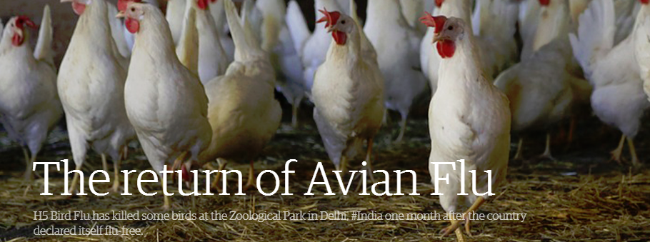 The return of Avian Flu